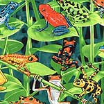 Rain Forest Frogs Bedding, Accessories & Room Decor
