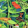 Frogs Collection