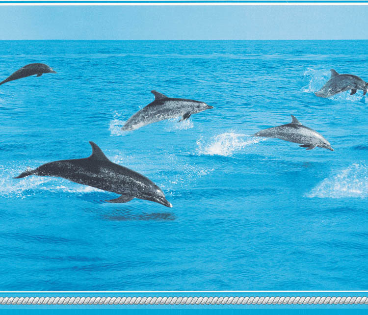 Dolphins at Sea Wall Border