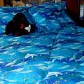 Dolphins Twin Comforter 