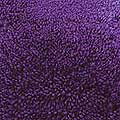 Shaggy Patrician Purple Rug