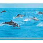 Dolphins at Sea Wall Border