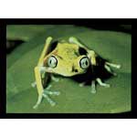 Maki Frog - Contemporary mount print with beveled edge
