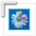 Warhol Daisy, Blue on Blue - Contemporary mount print with beveled edge