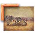 Lion Family - Contemporary mount print with beveled edge