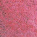 Shaggy Hot Pink Rug (31" x 31")
