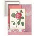 Shabby Chic Rose I - Contemporary mount print with beveled edge