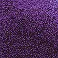 Shaggy Patrician Purple Rug (31" x 31")